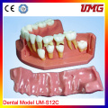 China Supplier Dental Product Plastic Model Teeth for Sale